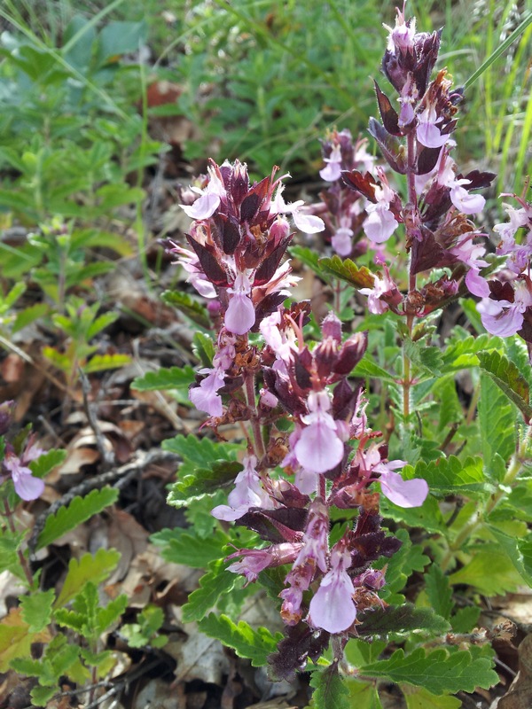Teucrium chamaedrys